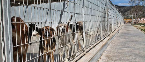 L'alberg d’animals que donará servei a Alzira va prenent forma