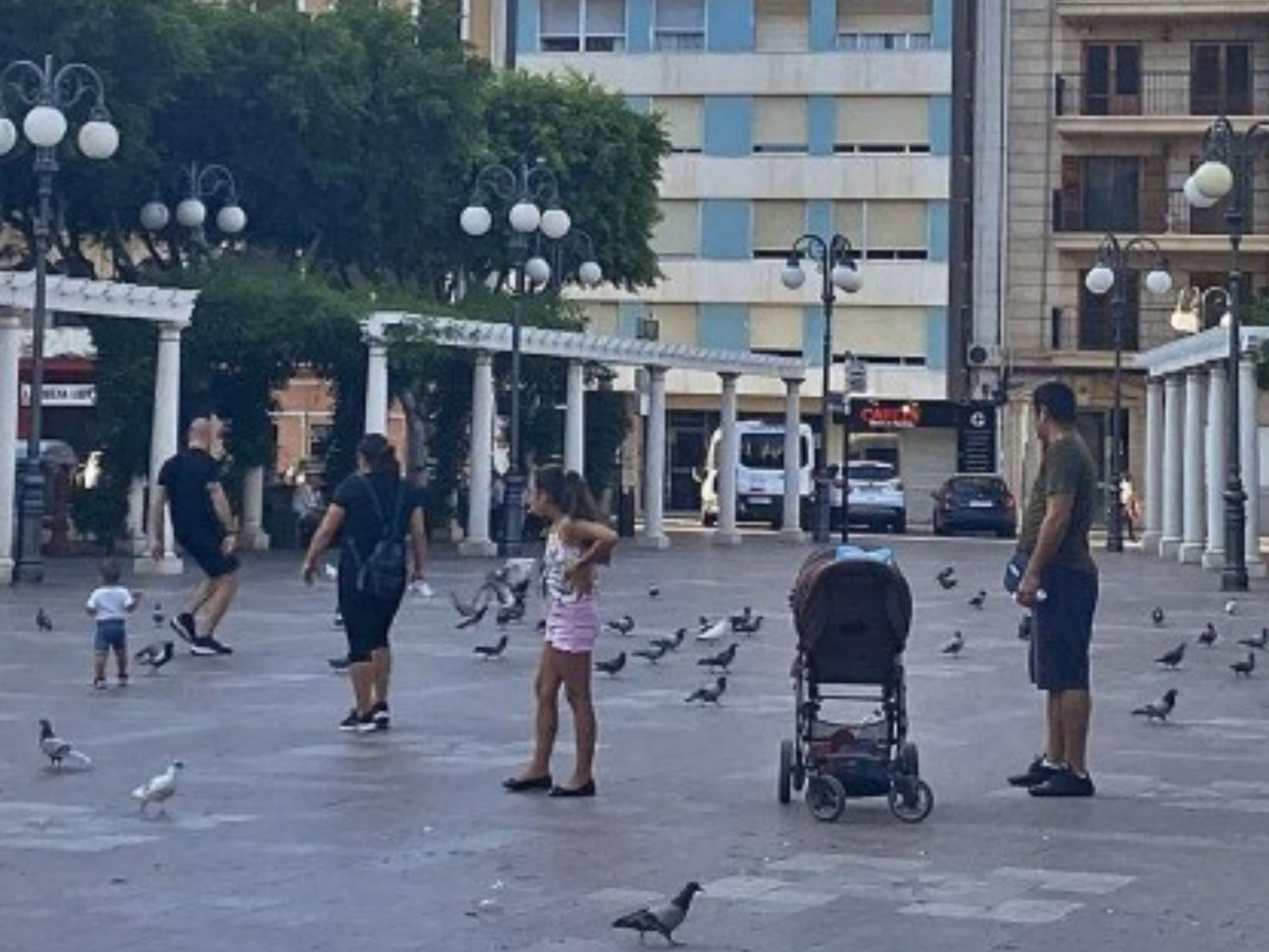 Alzira inicia un pla estratègic contra la plaga de la sobrepoblació de coloms.