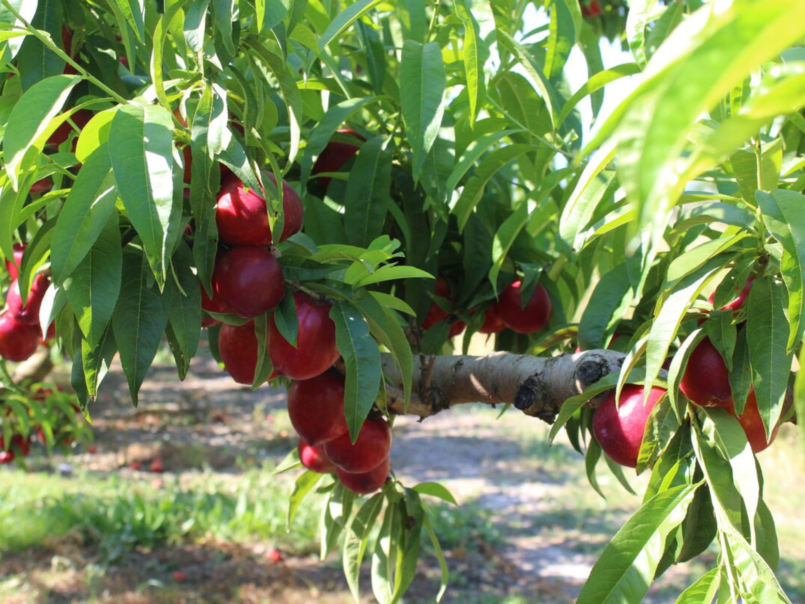 La Unió denuncia que el preu de la fruita d’estiu es quadruplica del camp als lineals de la distribució