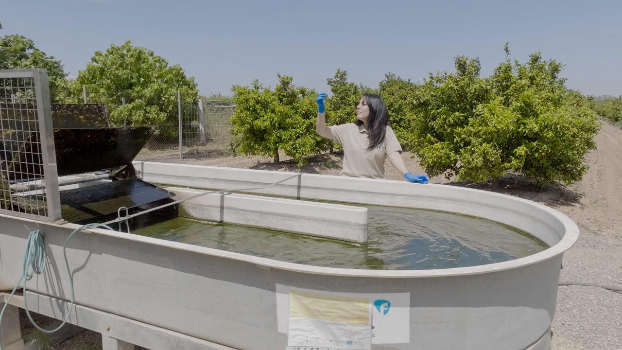 AVA-ASAJA instal·la un reactor pilot per al cultiu de microalgues per a reaprofitar fruites que no poden ser comercialitzades
