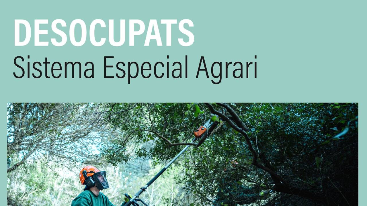 L’Ajuntament d’Alzira contractarà 53 aturats agrícoles per a netejar camins i barrancs de juliol a setembre