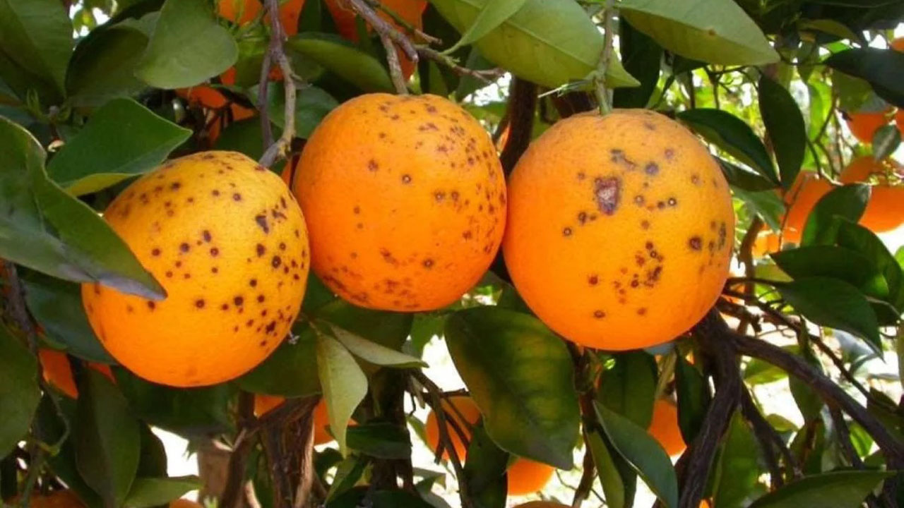 La Unió Llauradora i Ramadera denuncia noves deteccions de taca negra en cítrics importats de Sud-àfrica