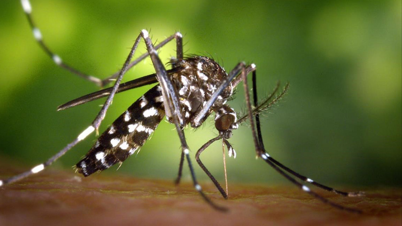Mosquito tigre Aedes albopictus  2  James Gathany ECDC  CC
