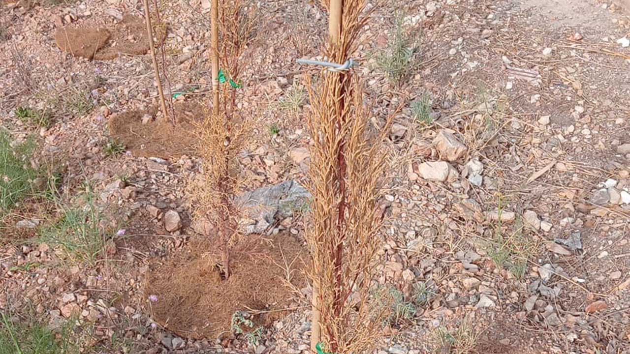 Ciutadans Alzira denuncia que els arbres plantats junt al Mercat d’Abastos es troben en estat d’abandó