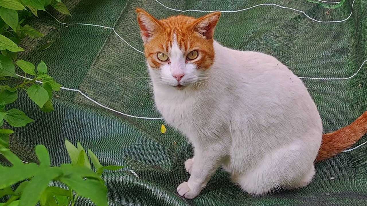 Les colònies felines d’Alzira denuncien falta de suport municipal, mentre l’àrea de Benestar Animal reivindica l’esforç en esterilitzacions