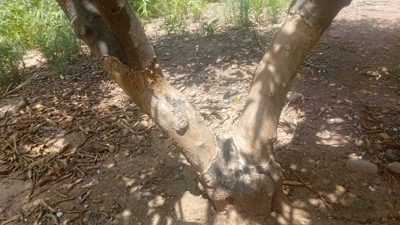 La Unió reclama a la Generalitat ajudes per a netejar parcel·les abandonades i reduir la sobrepoblació de fauna al camp valencià