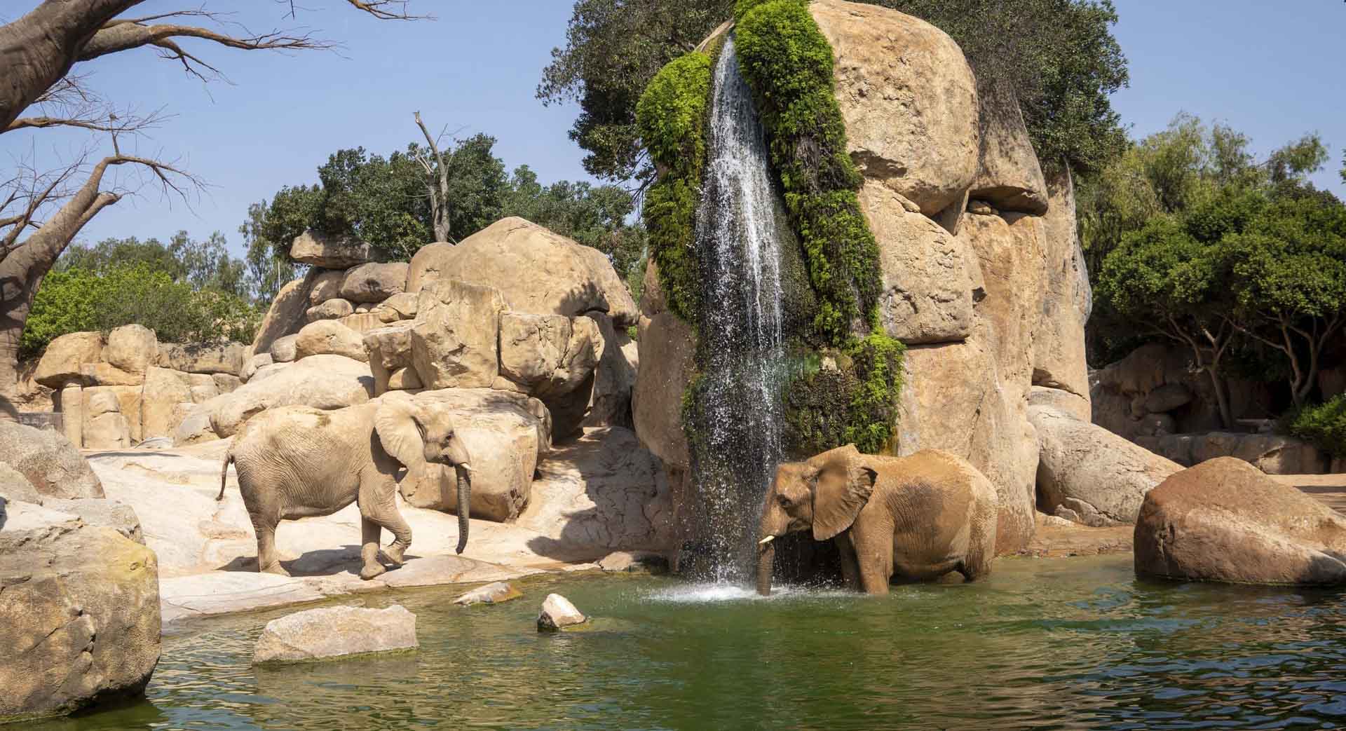 El Bioparc de València se suma a la celebració de la Setmana Mundial de l’Aigua