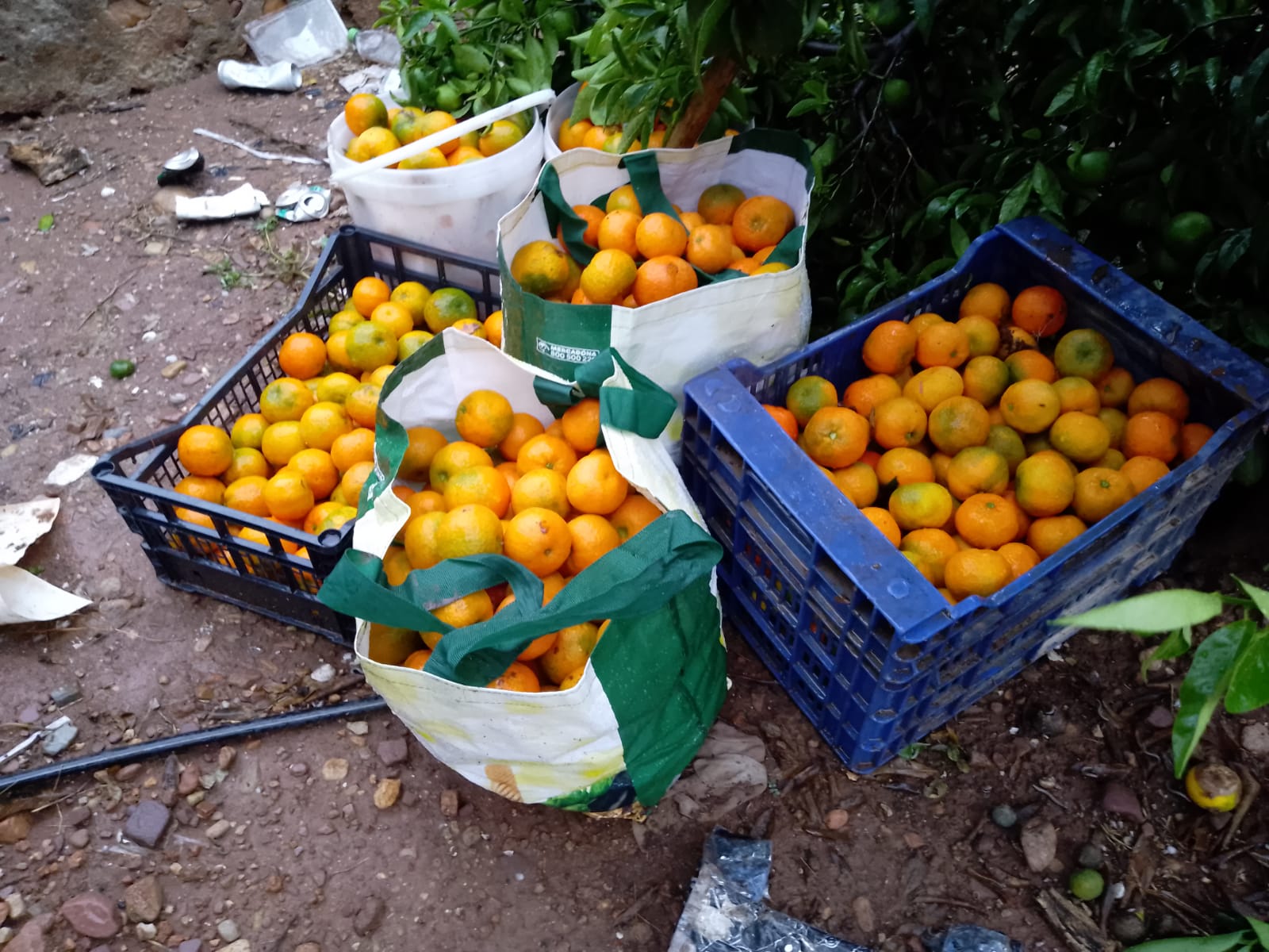 La Unió alerta de robatoris de cítrics i reclama vigilància en les zones productores