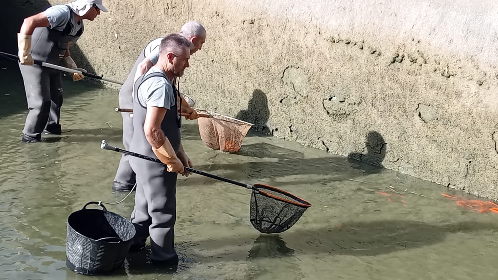 Retiren 825 carpes invasores de la Murta per protegir la fauna autòctona