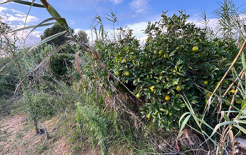 AVA-ASAJA alerta que més d’un 40% del sector agrari afectat per la dana encara no s’ha recuperat