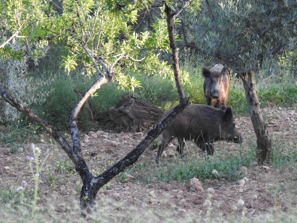 Disminuïx la població de porcs senglars a la Murta i la Casella