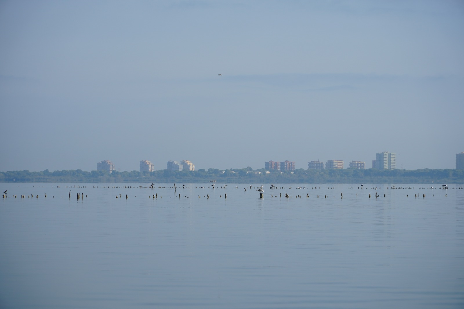 La Confederació Hidrogràfica del Xúquer solta aigua de l’embassament de Tous per a millorar l’estat de l’Albufera