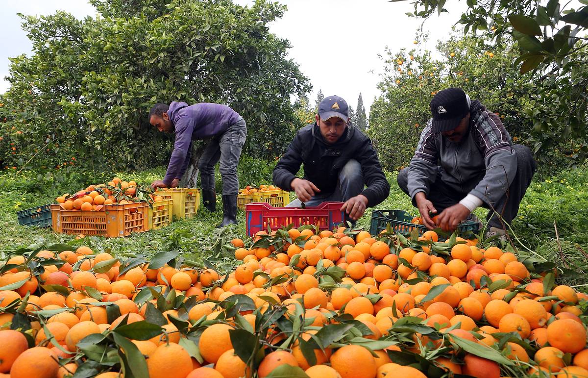 La Unió reclama a la Comissió Europea l’aplicació d’un aranzel del 15% a mandarines importades des de Sud-àfrica