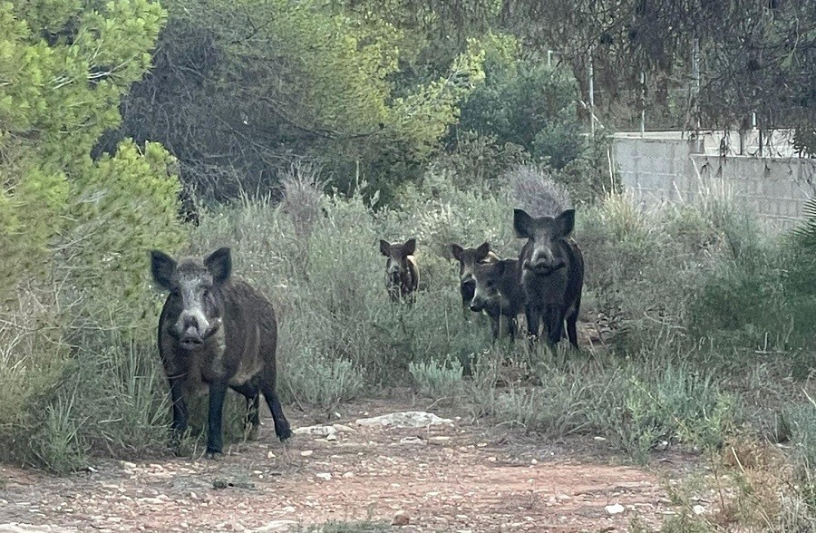 AVA-ASAJA demana mesures contra la pesta porcina africana encara que llança un missatge de calma