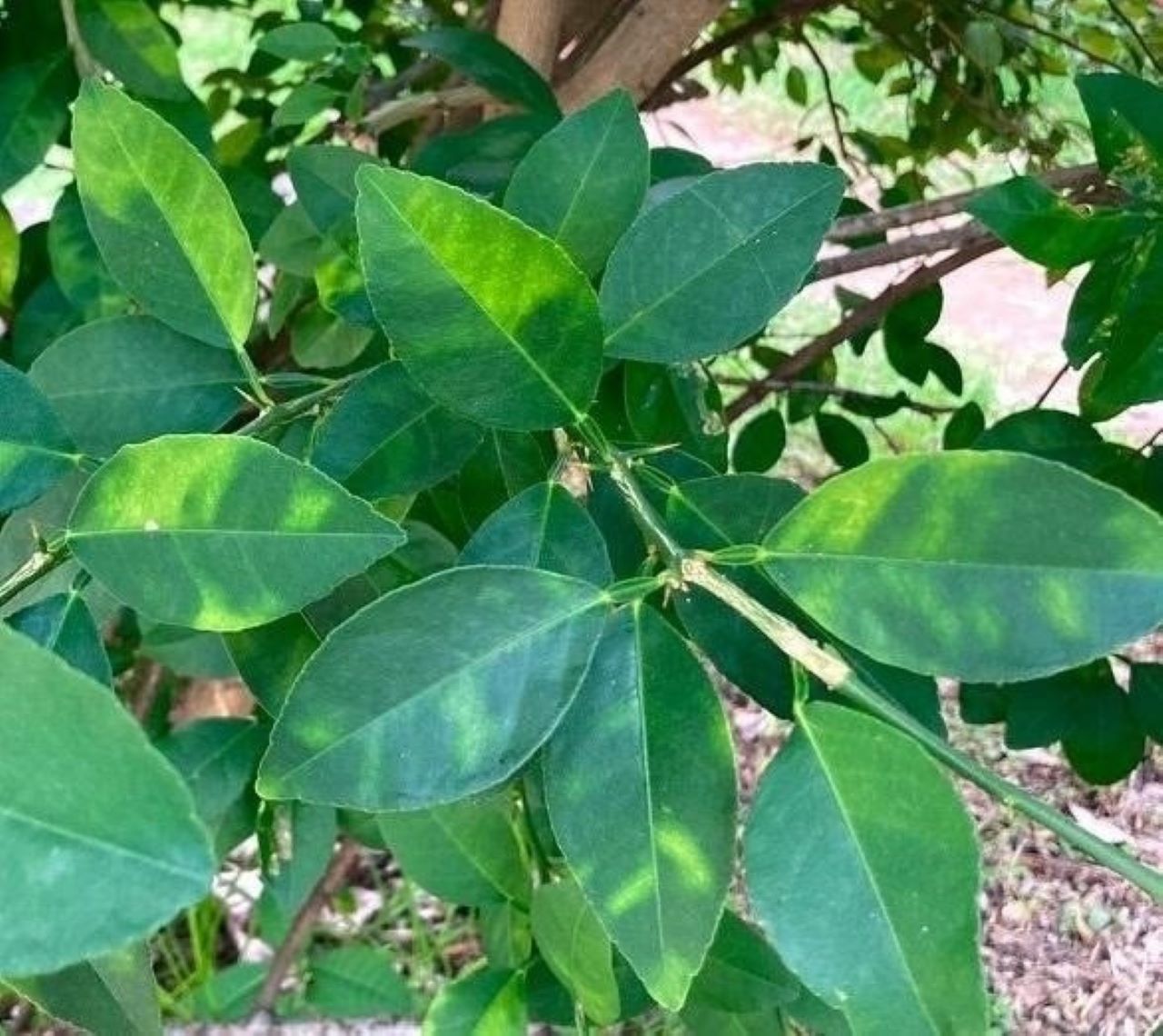 La Conselleria d’Agricultura certifica la presència del virus de la clorosi groga en cítrics de la Comunitat Valenciana.