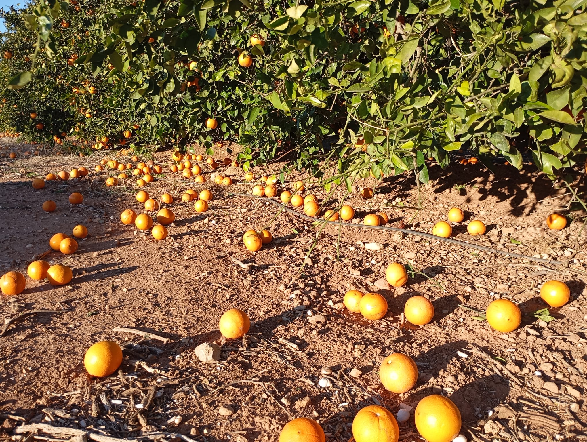El vent castiga durant quasi un mes el camp valencià i deixa pèrdues de fins al 50% en cítrics, amb un impacte econòmic estimat en 26 milions d’euros.