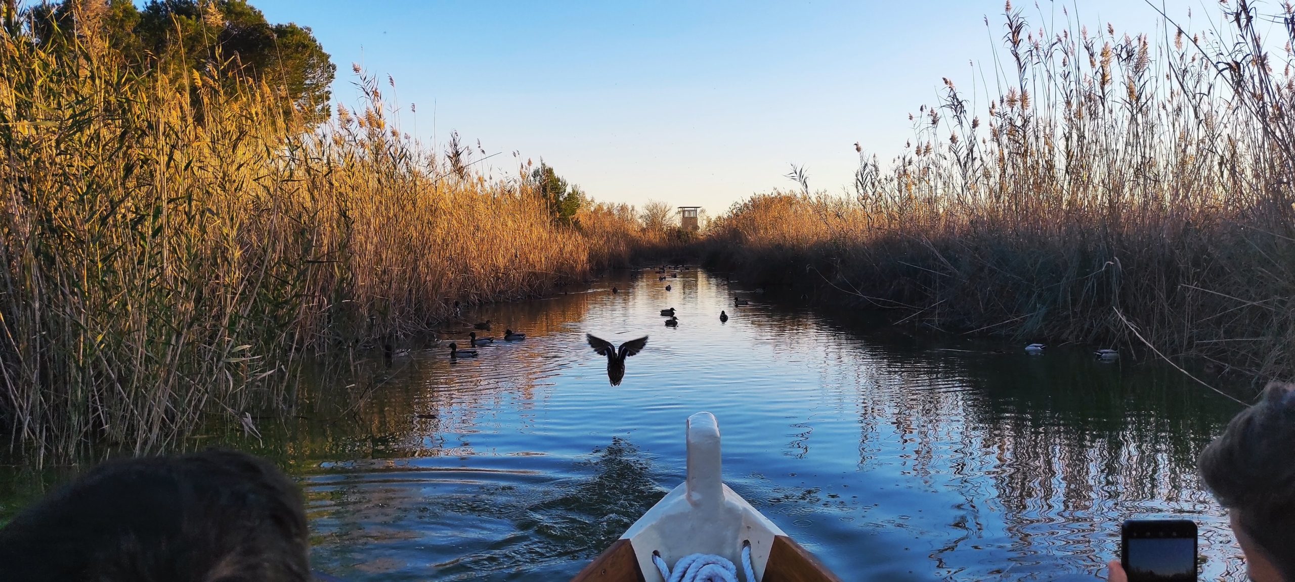 Xúquer Viu demana aportacions directes d’aigua del Xúquer des de Tous a l’Albufera per a conservar el llac, el dia Internacional de les zones humides.
