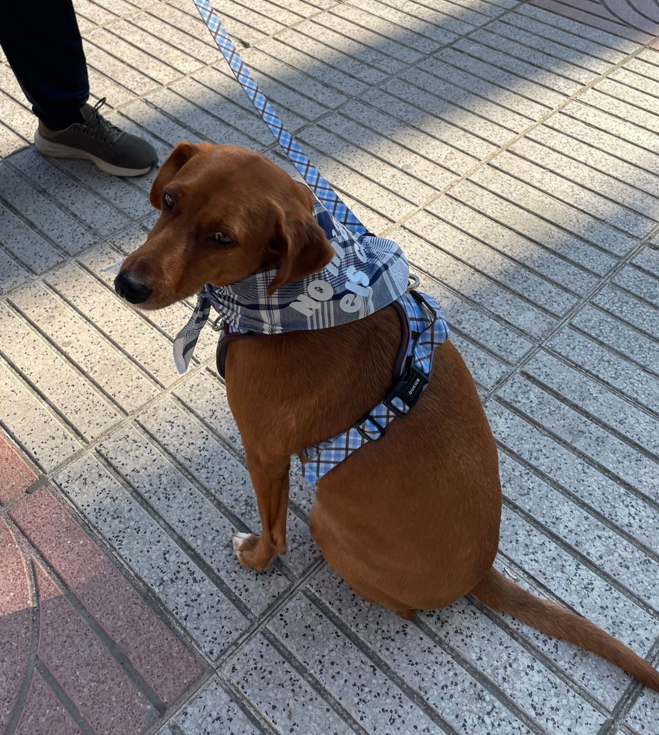 La Regidoria de Sanitat i Benestar animal repartix mocadors perquè els gossos puguen passejar tranquils en Falles i conscienciar sobre els coets.