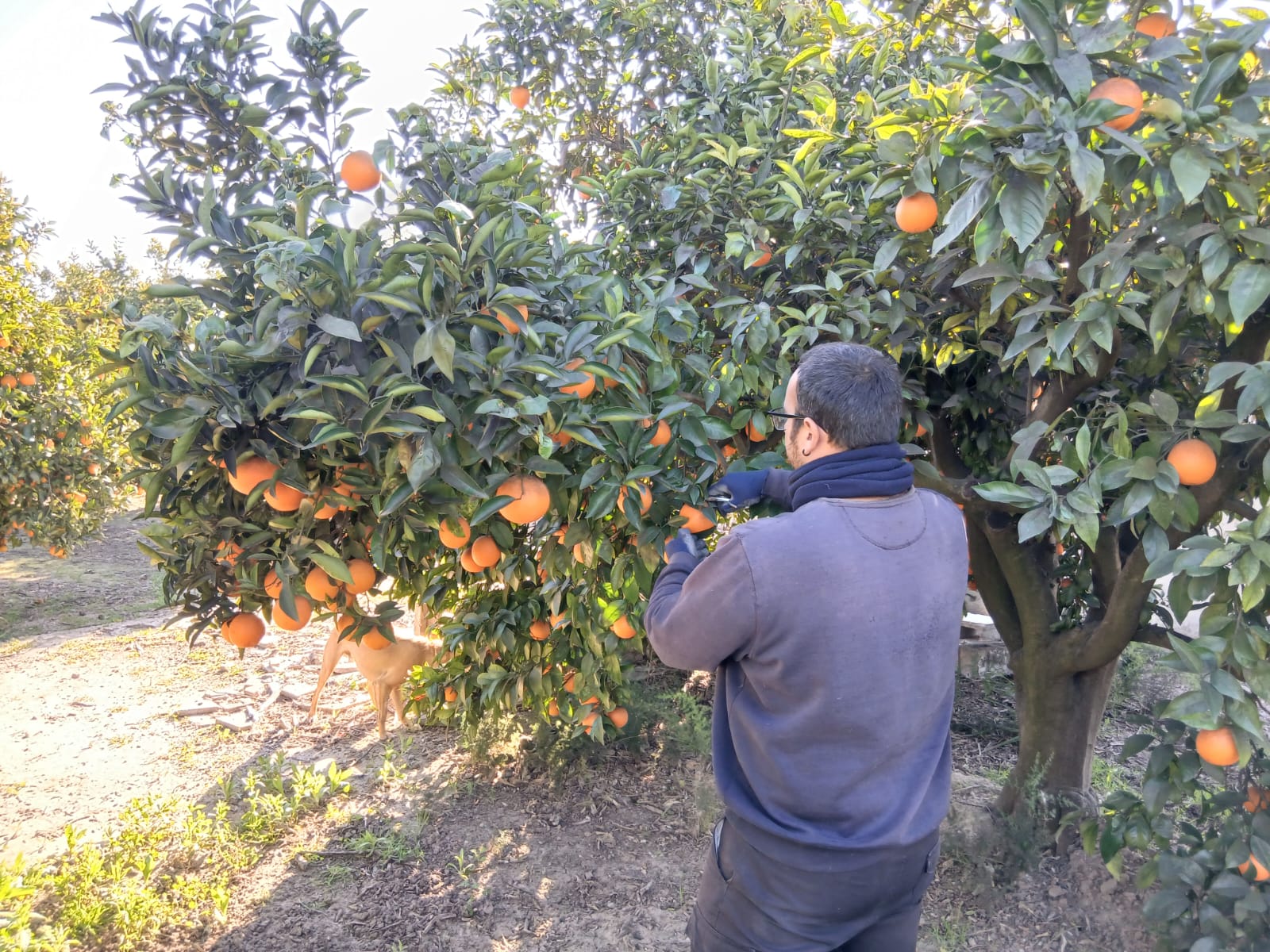 La Unió denuncia el bloqueig de 677 joves agricultors per errors en l’aplicació PICASSA i exigix solucions immediates.
