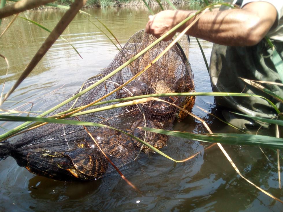 La Generalitat reforça la lluita contra espècies invasores amb un pla integral per protegir la biodiversitat valenciana.