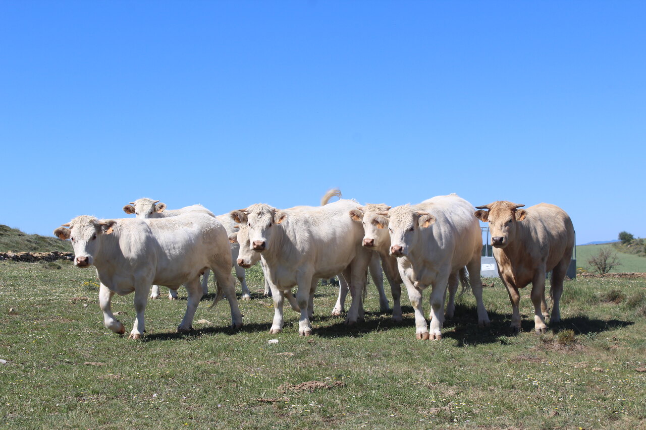 LA UNIÓ alerta sobre l’impacte dels acords UE–Mercosur i Austràlia en la ramaderia i agricultura valenciana per la massiva entrada de productes externs
