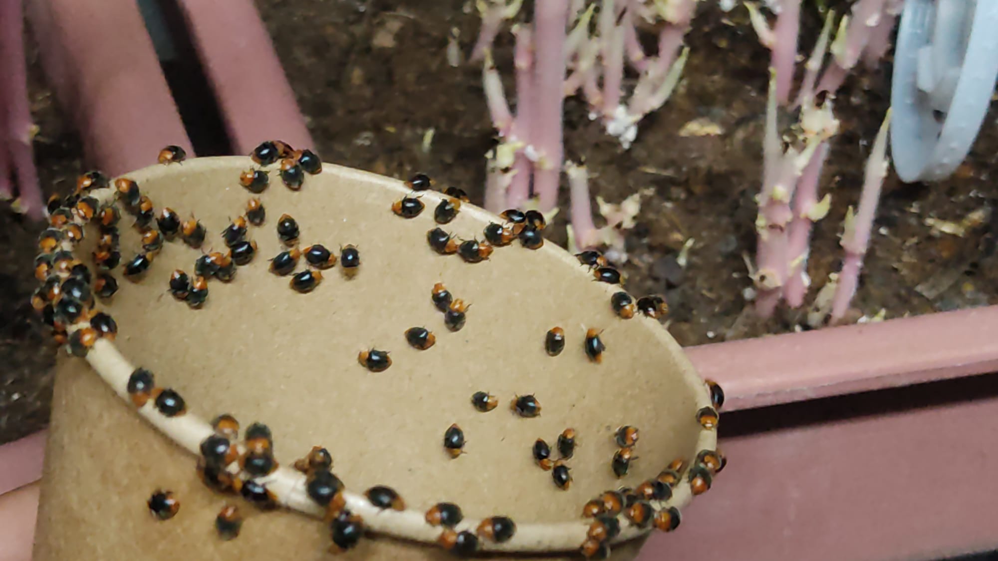 L’Ajuntament d’Alzira obri el termini d’inscripció per al tractament biològic contra la plaga del cotonet en cítrics i caquis