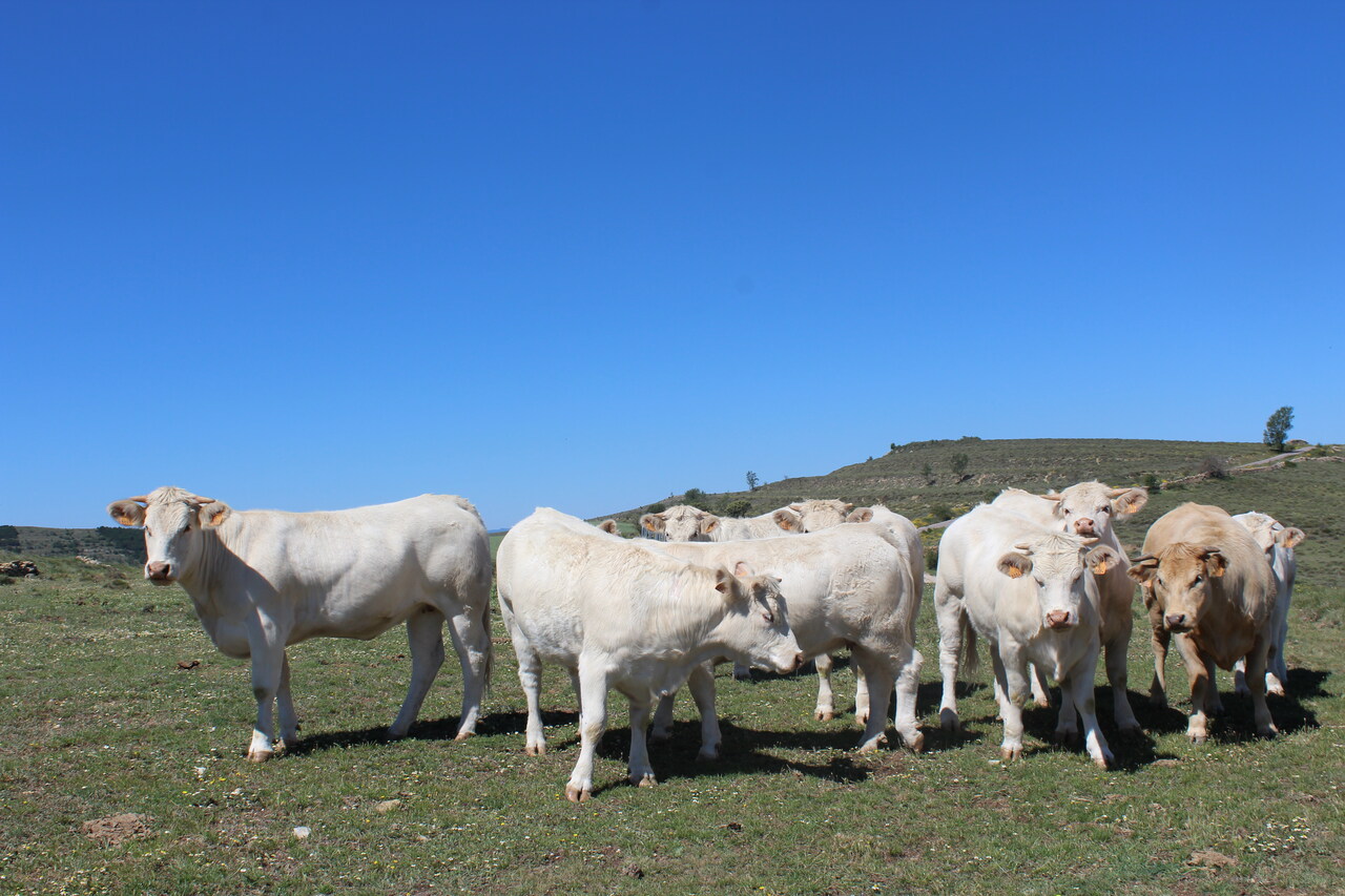 La Unió valora positivament les mesures cautelars de la Conselleria per frenar la dermatosi nodular contagiosa i protegix la viabilitat del sector ramader.