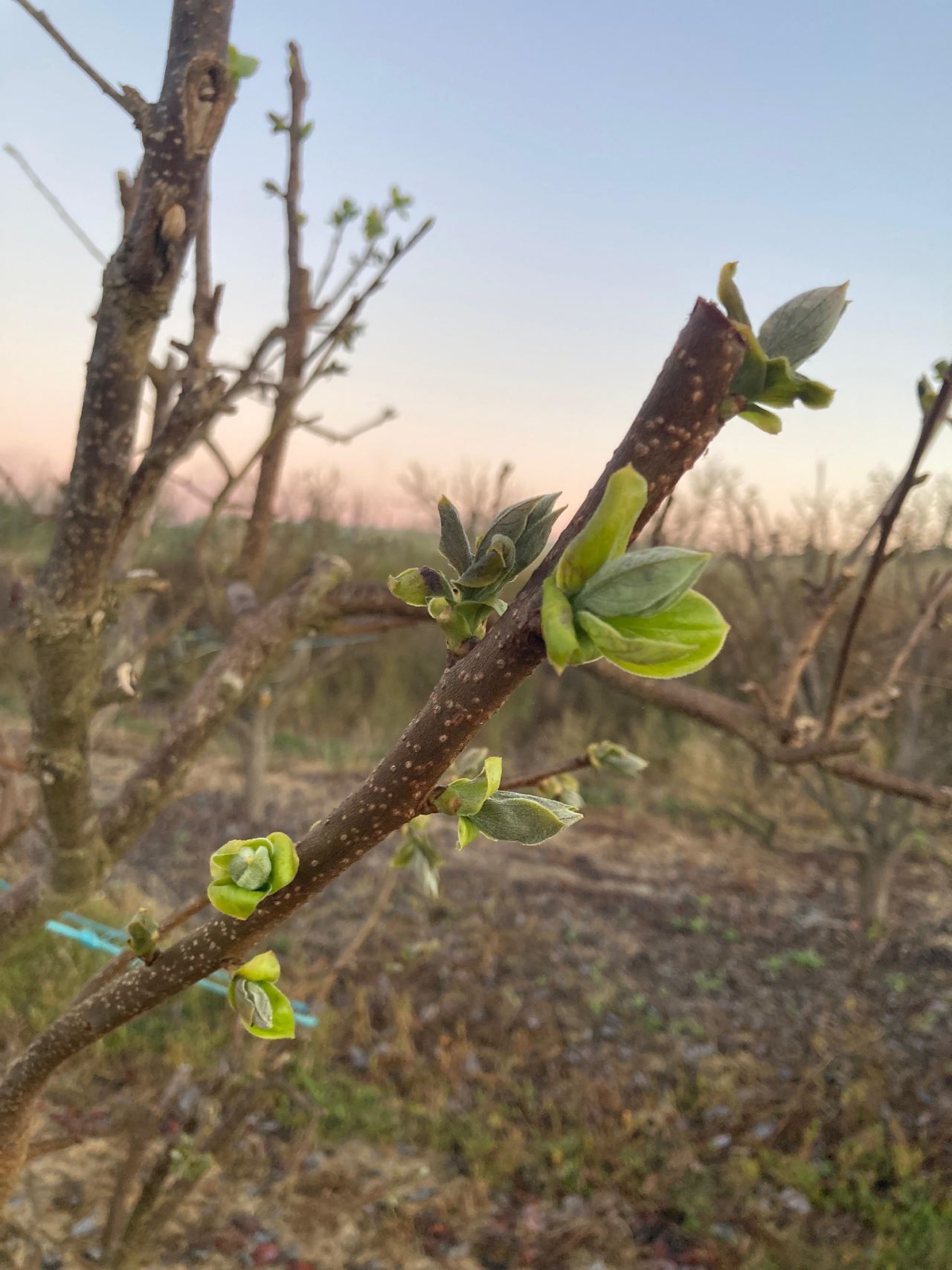 Les gelades registrades a finals de març provoquen danys greus en cultius valencians, amb pèrdues estimades en 4 milions d’euros.