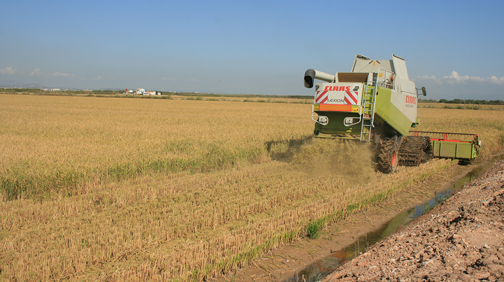 El Parlament Europeu aprova una normativa sobre importacions d’arròs que AVA-ASAJA considera insuficient per protegir el sector