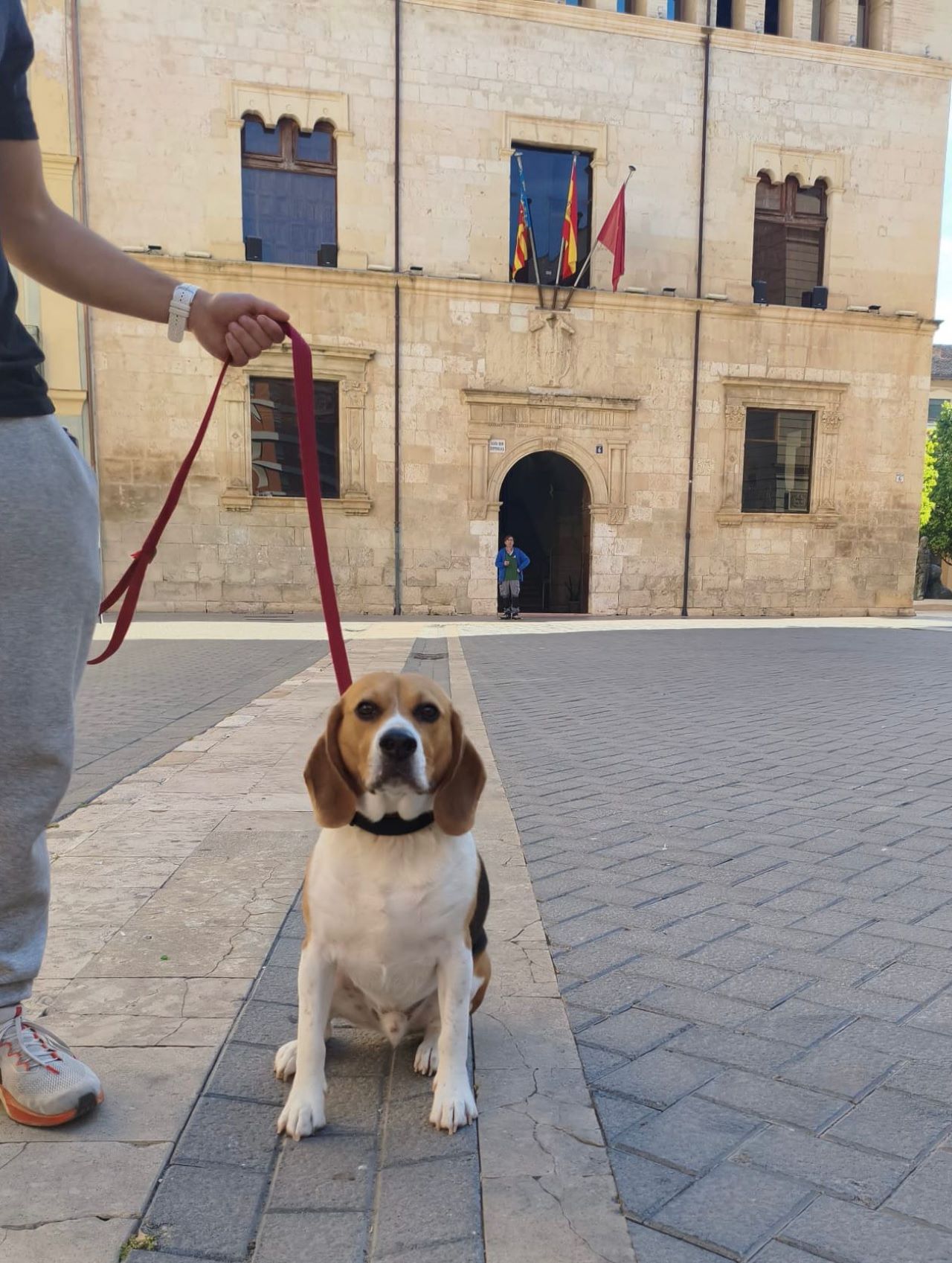 L’Ajuntament d’Alzira posa en marxa un sistema d’ADN caní per a la identificació i control dels gossos del municipi