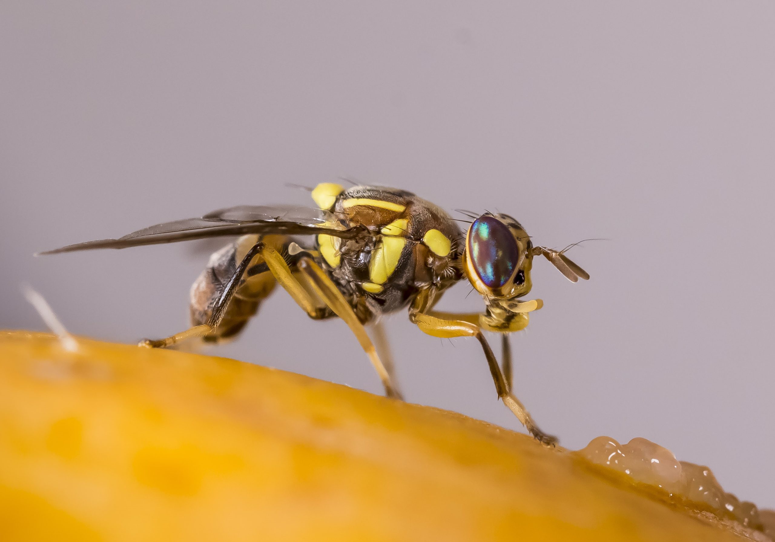 La Unió alerta del risc d’expansió de la mosca oriental de la fruita i reclama mesures urgents