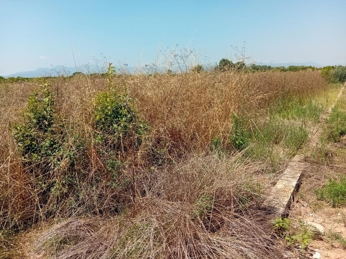 LA UNIÓ exigix a la Generalitat un pla urgent per frenar l’abandonament de parcel·les agràries