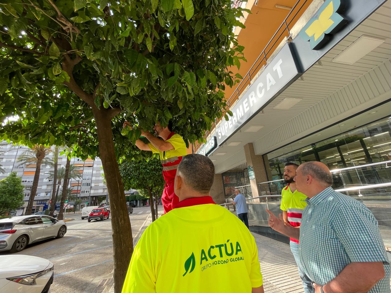 La Regidoria d’Agricultura aposta per la sostenibilitat amb una actuació continuada contra les plagues a la ciutat