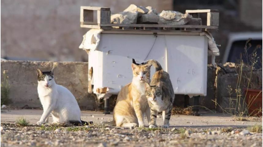 La protectora La Cua alerta d’un augment de colònies felines descontrolades i reclama més recursos per al seu control