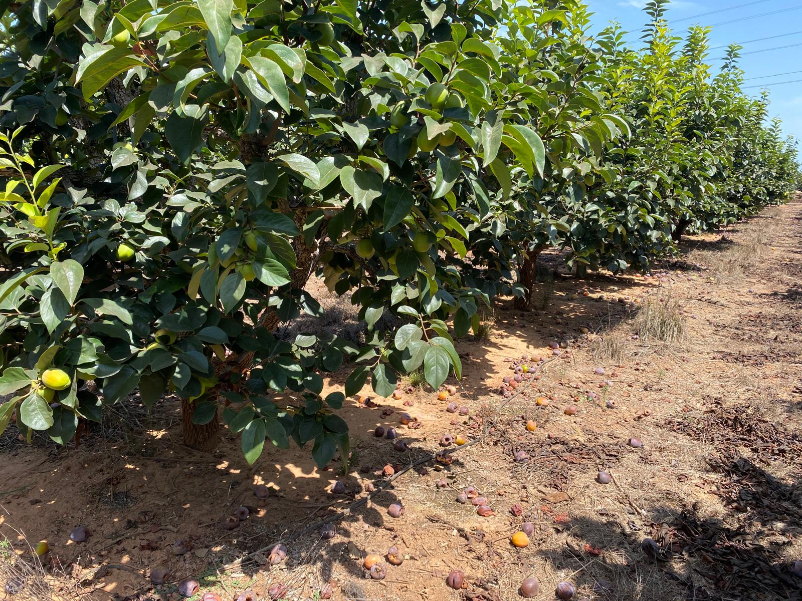 La Unió alerta d’un descens del 34% en la producció de caqui a causa de les recents tempestes, les altes temperatures i les plagues