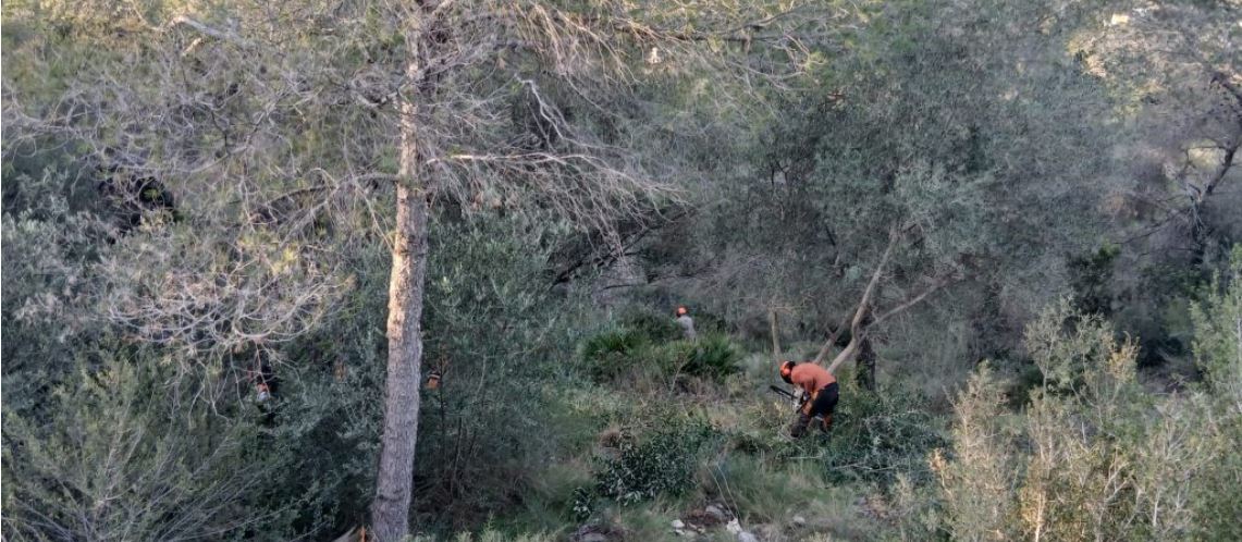 El Dia Mundial de la Prevenció d’Incendis Forestals reivindica la necessitat de protegir els boscos i recorda als propietaris l’obligació de mantindre netes les seues parcel•les