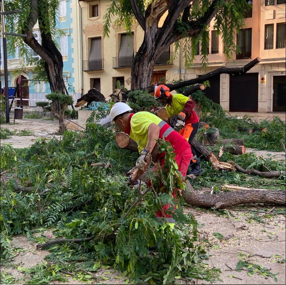 El fort vent provoca desperfectes a Alzira i trenca una branca d’un arbre centenari a la plaça de la Constitució sense causar ferits