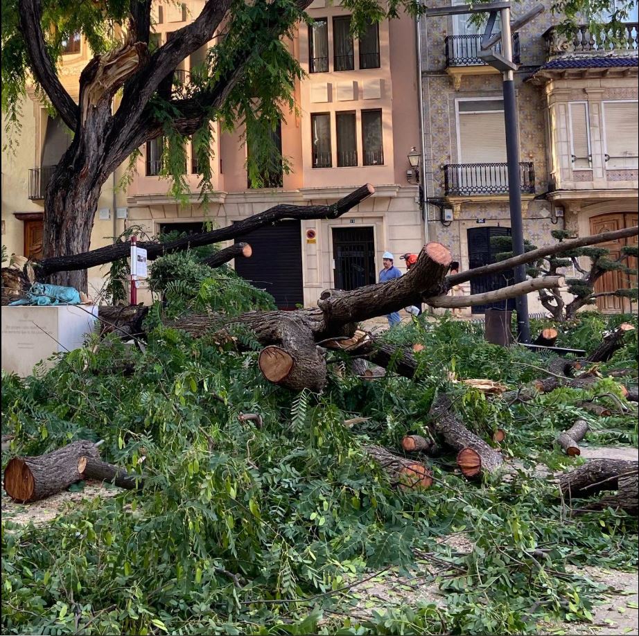 L’arbre centenari de la plaça de la Constitució estrenarà un nou sistema d’ancoratges després del trencament d’una branca